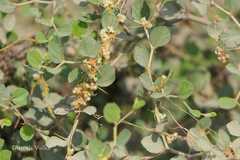 Cuscuta campestris